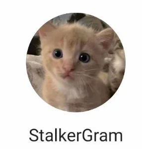 StalkerGram Мод на Андроид [Режим призрака]