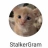 Иконка StalkerGram Мод [Призрак] на Андроид на Андроид